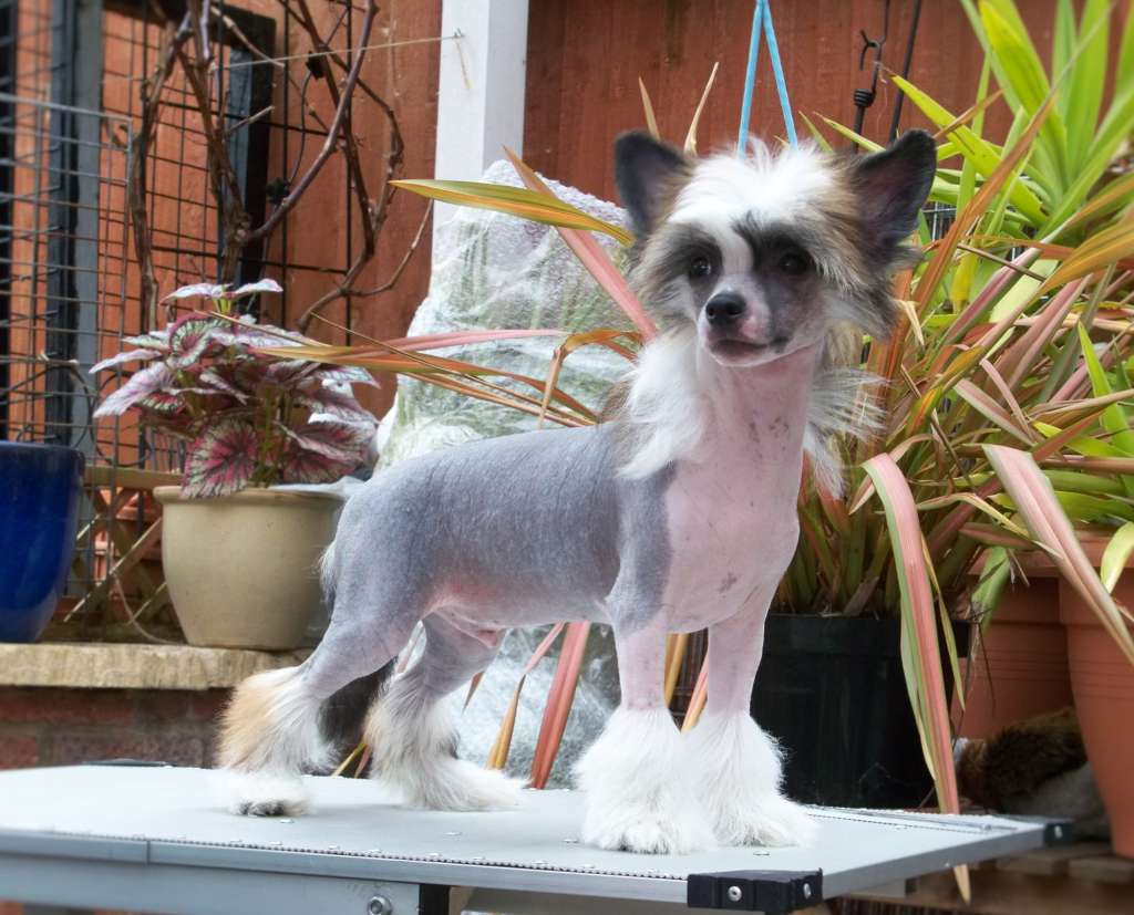 Shumllea Hey Ho What Ya Know