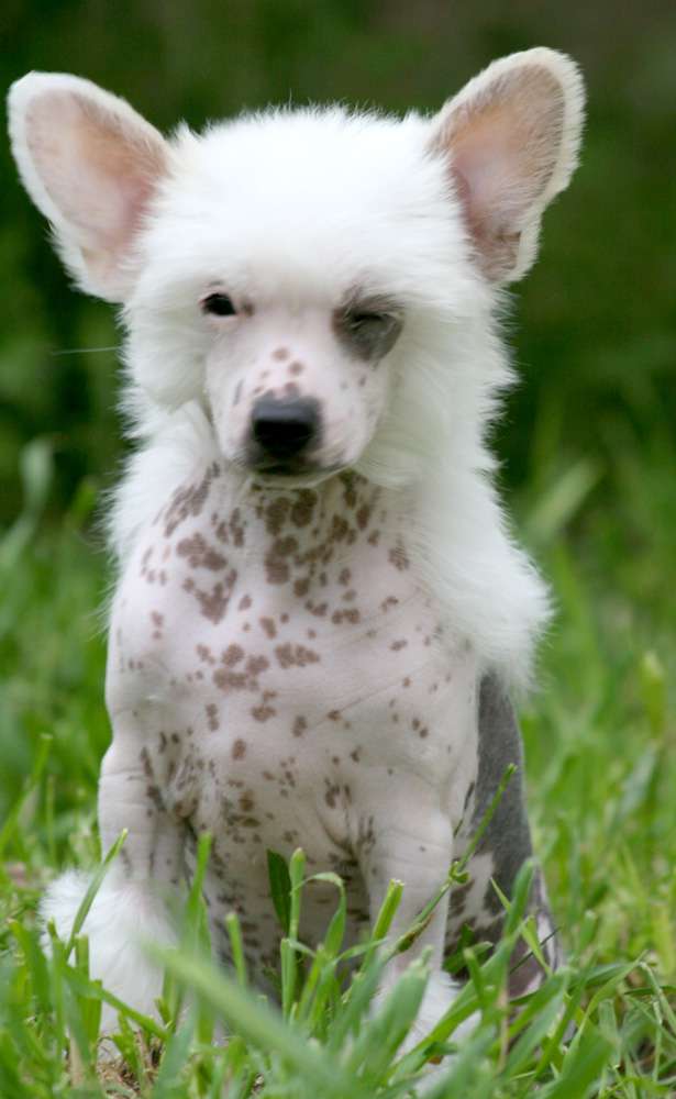 Romantic Fairy Tale Lucky