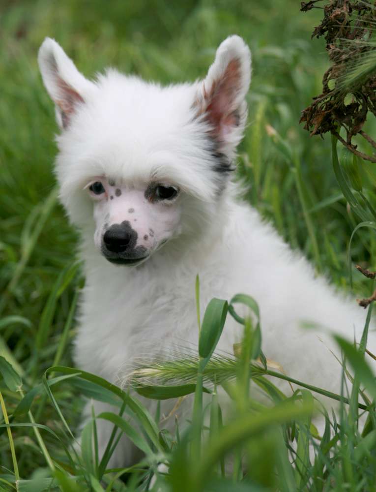 Romantic Fairy Tale Youni