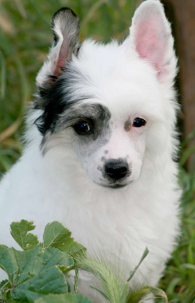 Romantic Fairy Tale  Laika