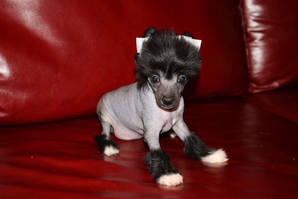 Crested Charm Loving Heart