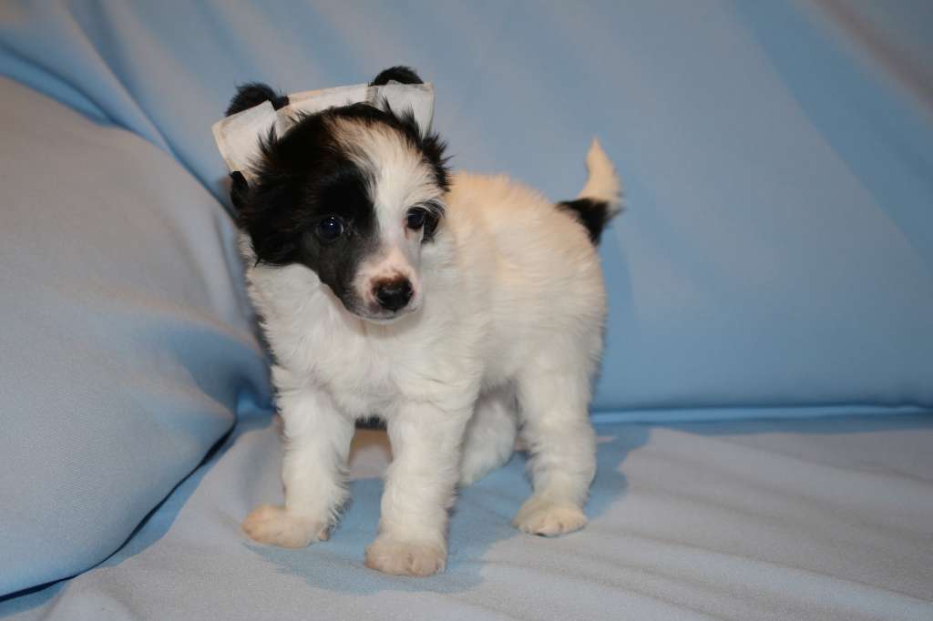 Crested Charm Loyal Friend