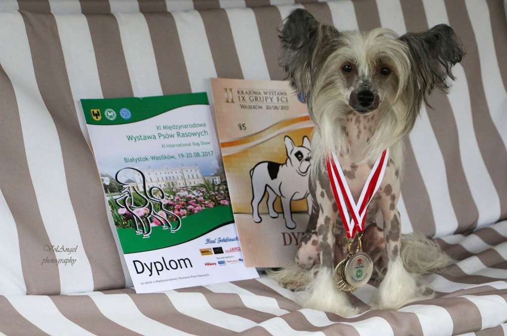 Belle Victory Volangel