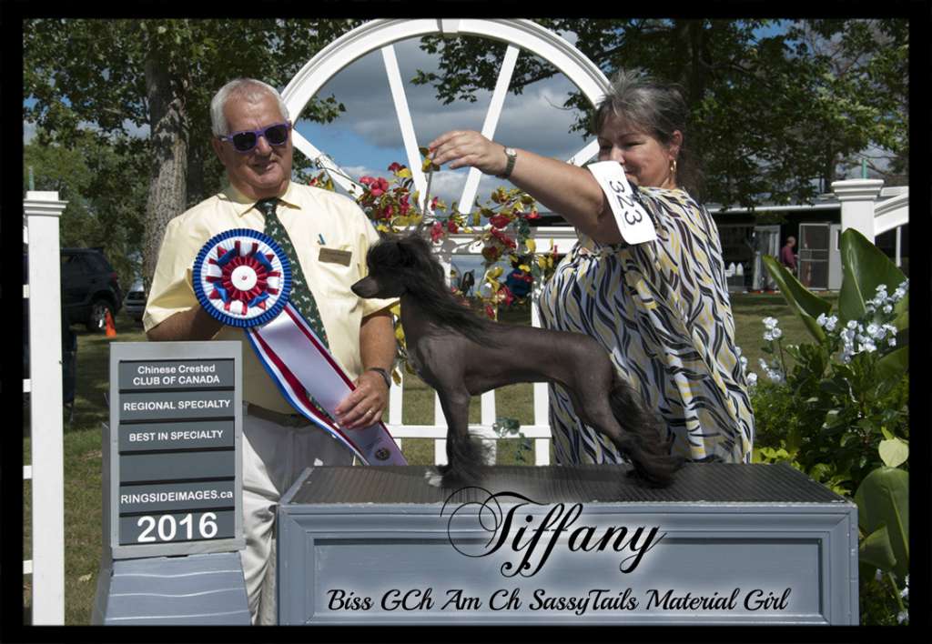 BISS Can GCh Am Ch SassyTails Material Girl