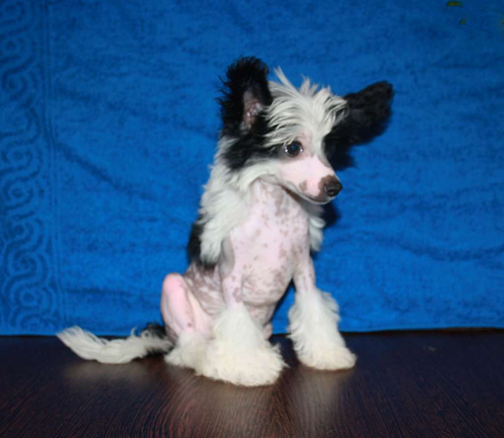 Charuyuschiy Soblazn Tsennaya Nahodka