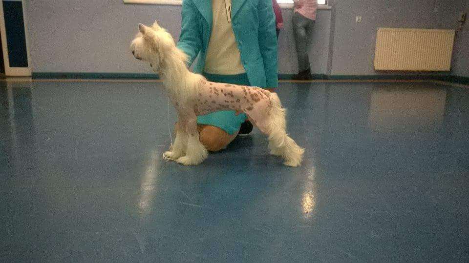 Apollo Magnum Cor (fci)