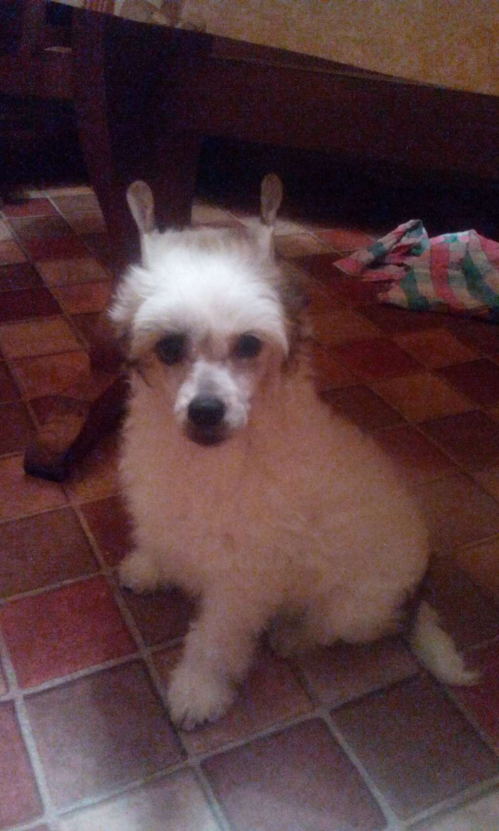 Astro Magnum Cor (FCI)