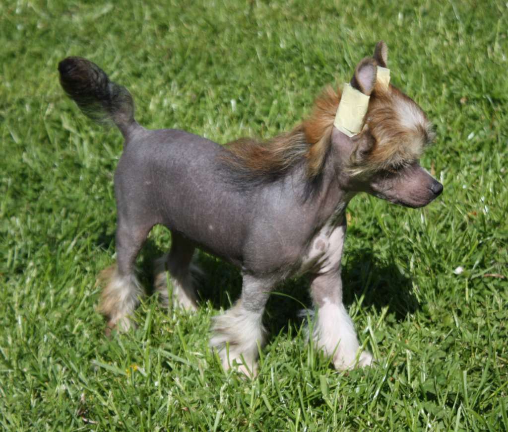 Fantazy Night Caes Co-Co Shanel