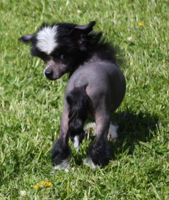 Fantazy Night Caes Chloe - Bell