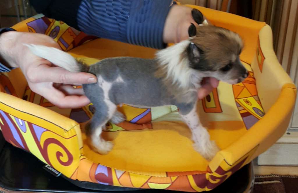 Vellar Pljus Vensent