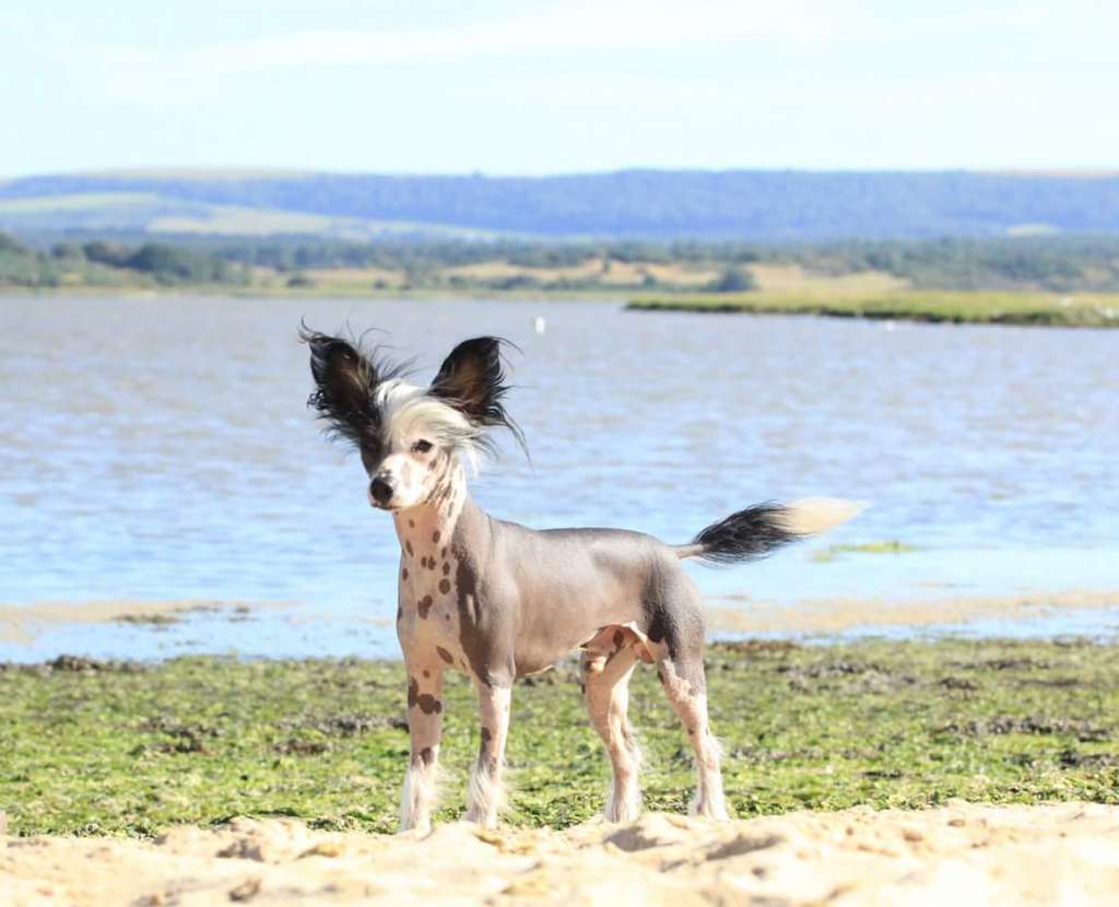 Happy Dancing Amazing Beauty