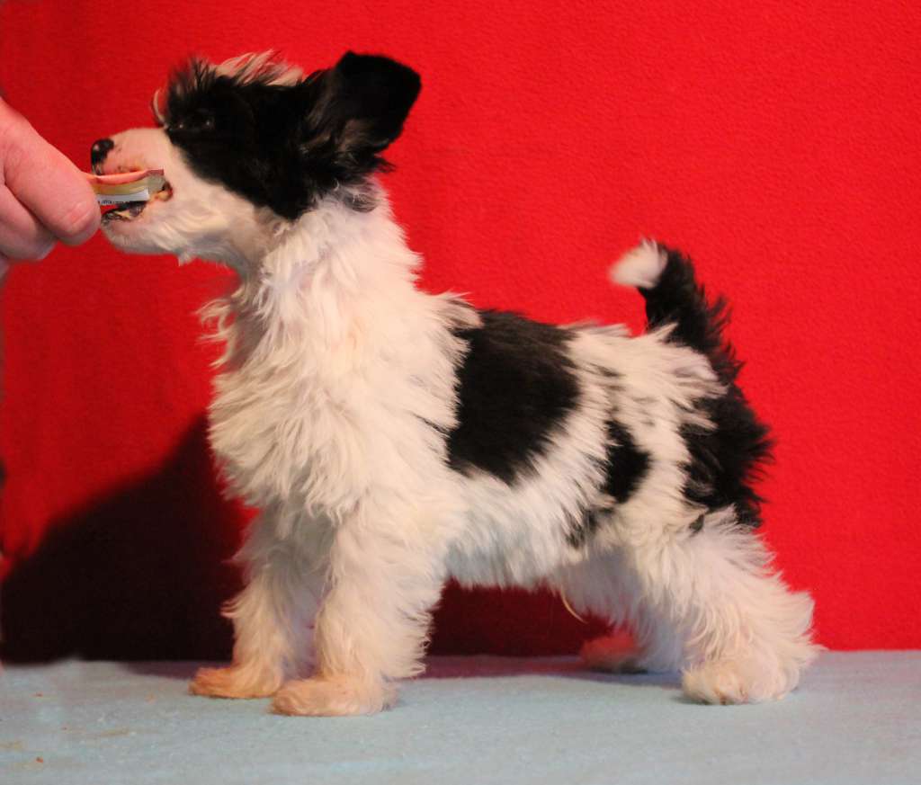 Happy Dancing Absolute Beauty