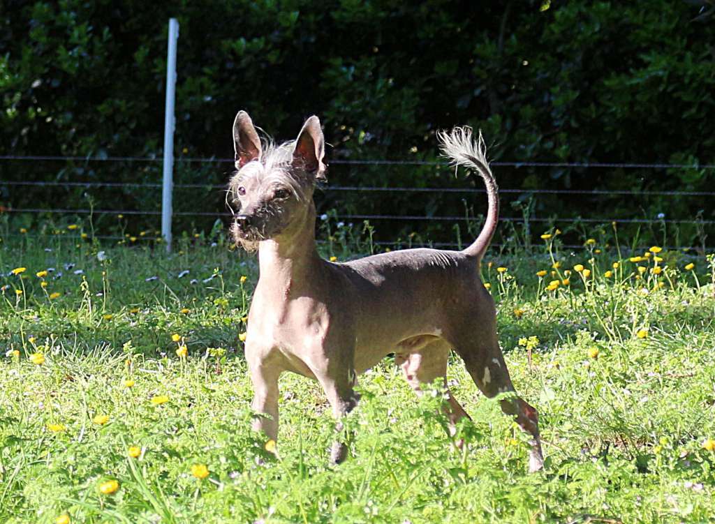 Hyoko Ino De Herdezabad