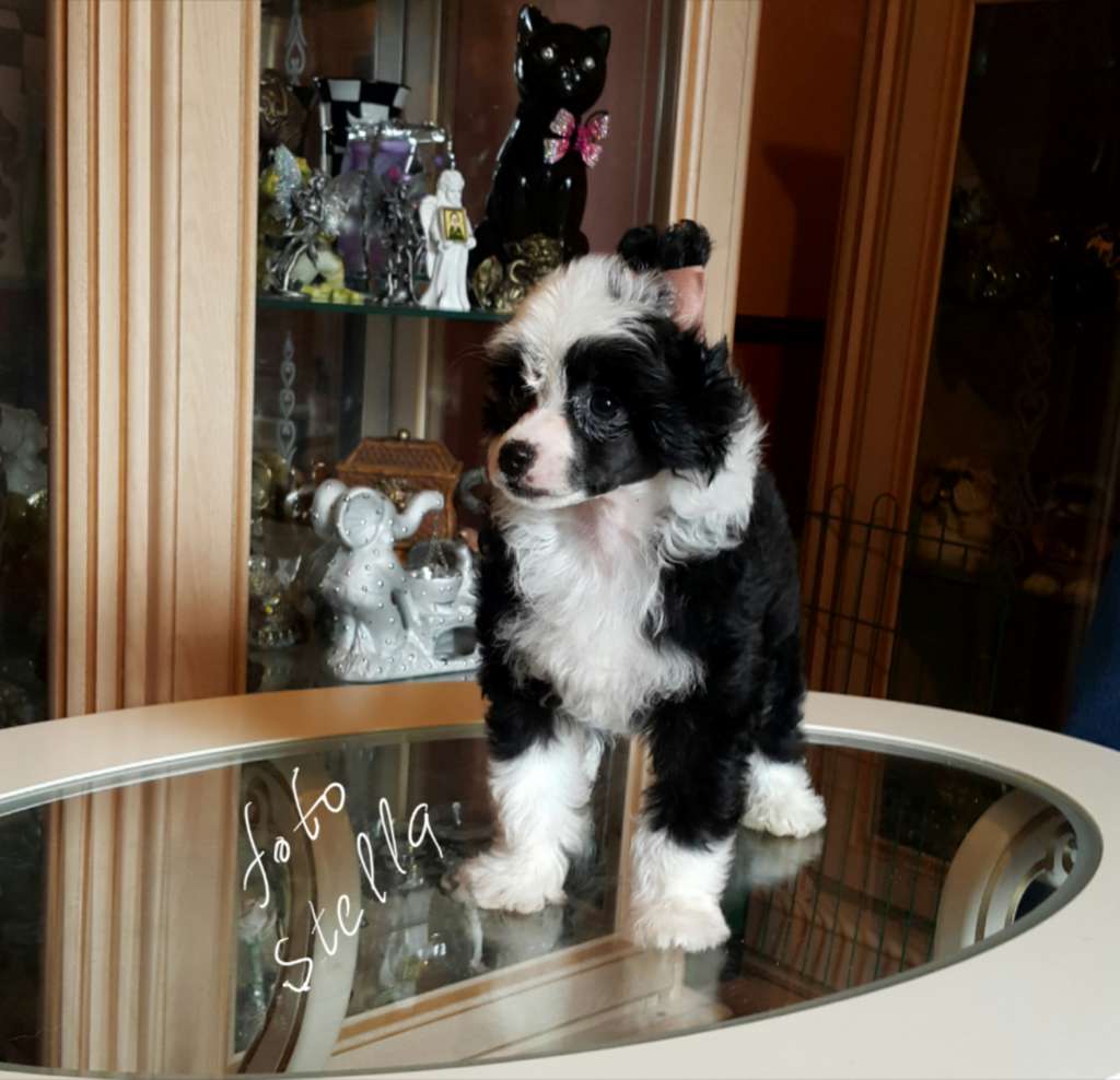 Vellar Pljus Ma Rishka