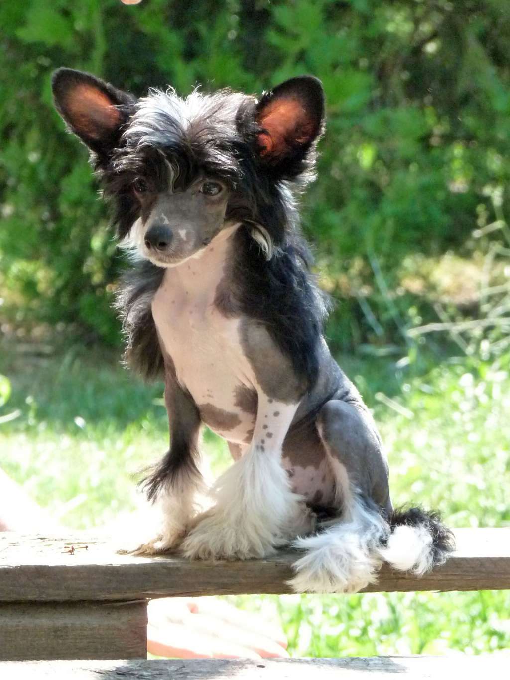 Fundoklia-völgyi Kaszanics X'tra Sexy Diva