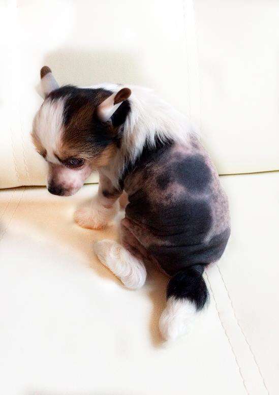 Irvina Vita Bayleef Chikorita