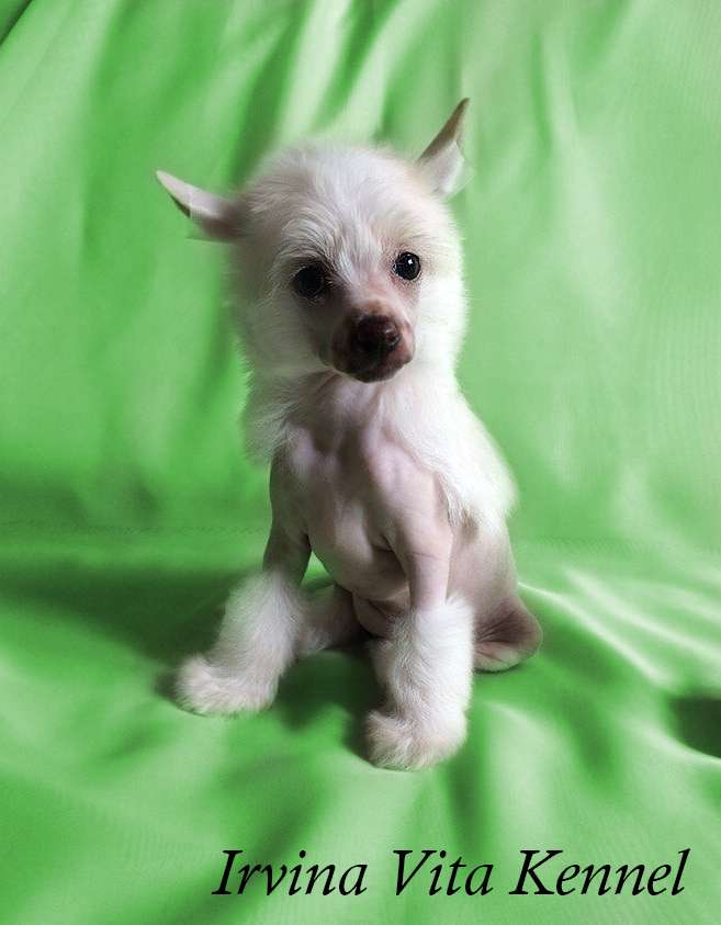 Irvina Vita Baniputti Vanillite