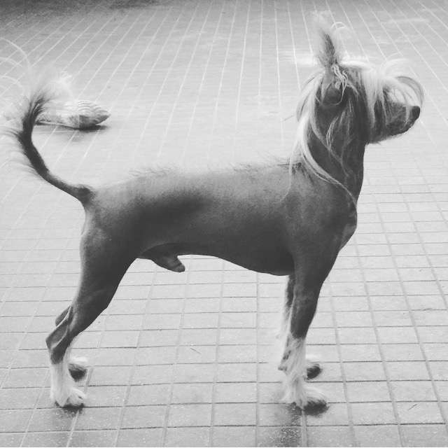 VII Peaks Peanut Butter Pup