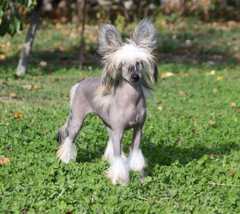 Credo Marini Celestine Rising Star