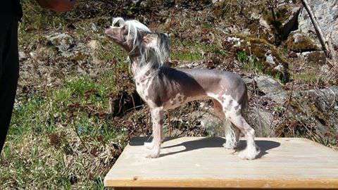 Namilon Da Mi Basia Mille