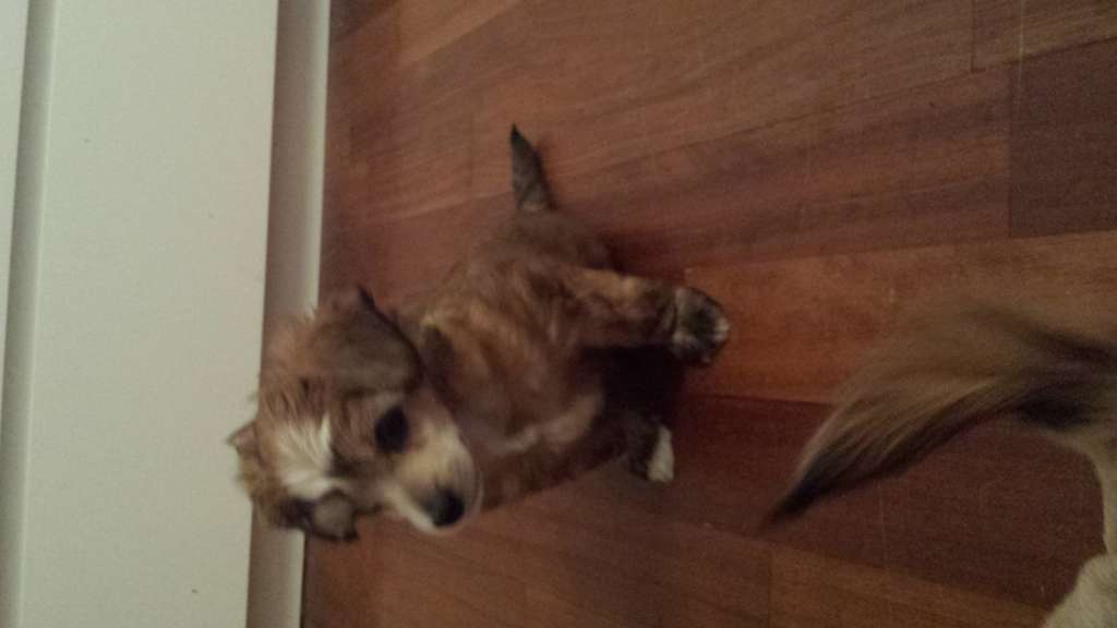 Zinnystars Attitude From Nemo