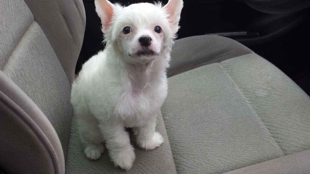 Zinnystars Alone In The Dark