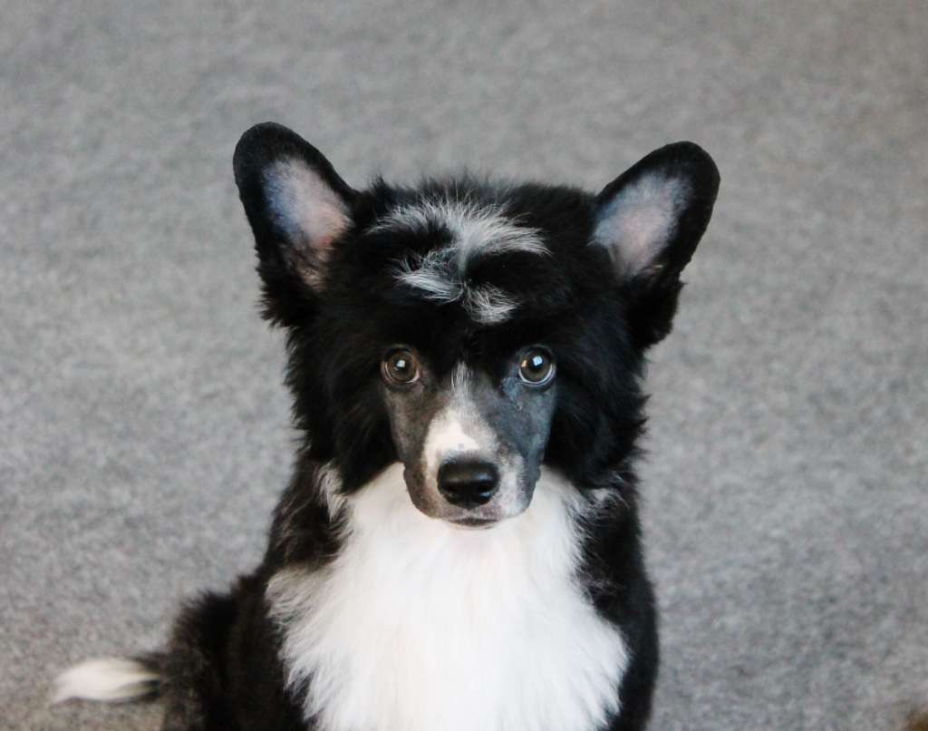 Nezhny Angel Glimmer Stars