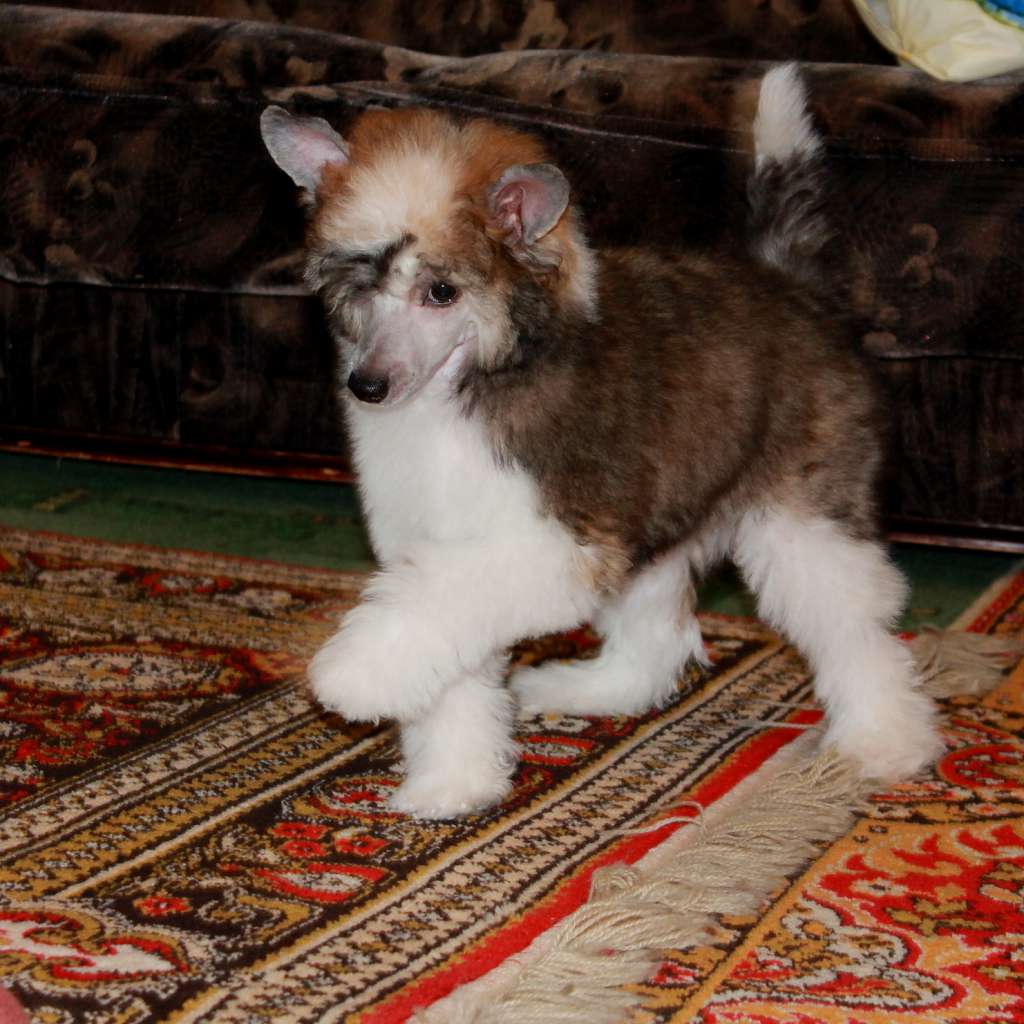 Nezhny Angel Marakesh