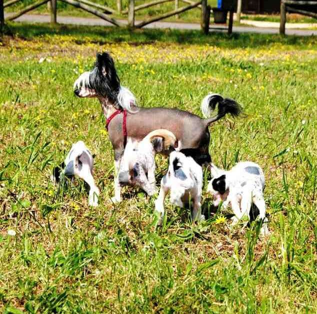 Lagoona Blue de L'essence de Mon Tout