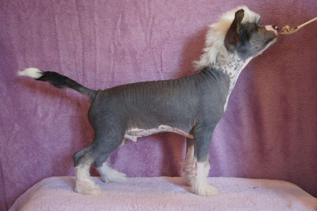 Ying Yang's Dennis The Menace