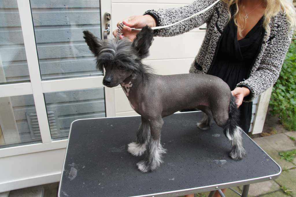 Ying Yang's Drop Dead Gorgeous