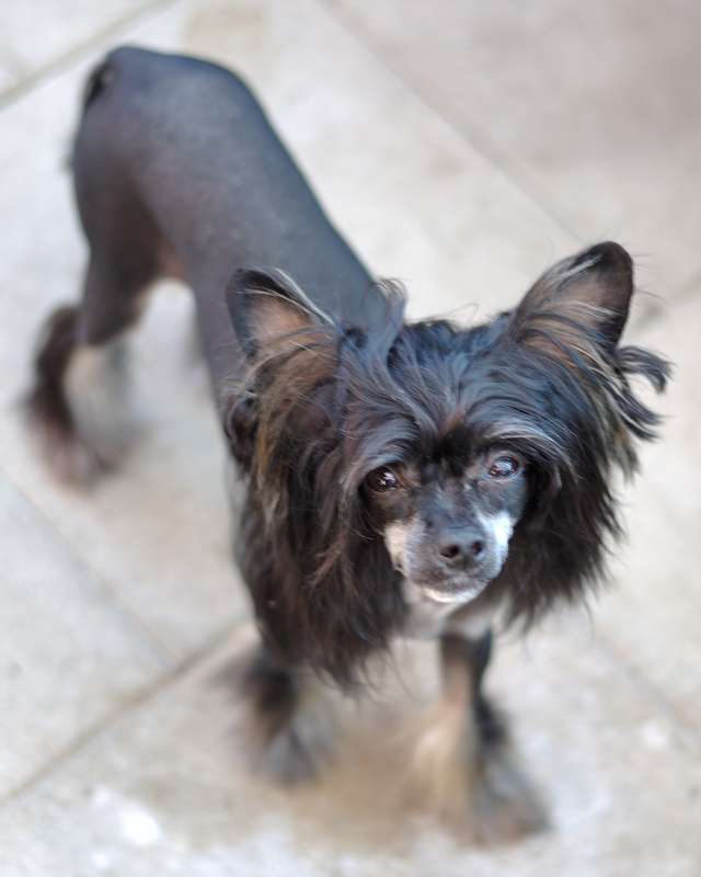 Oblivion Balls of Steel