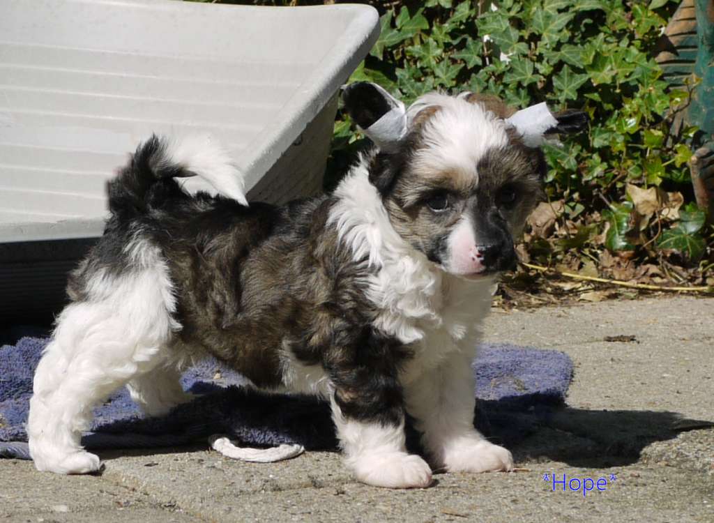 Never Lose Hope Little Charmings