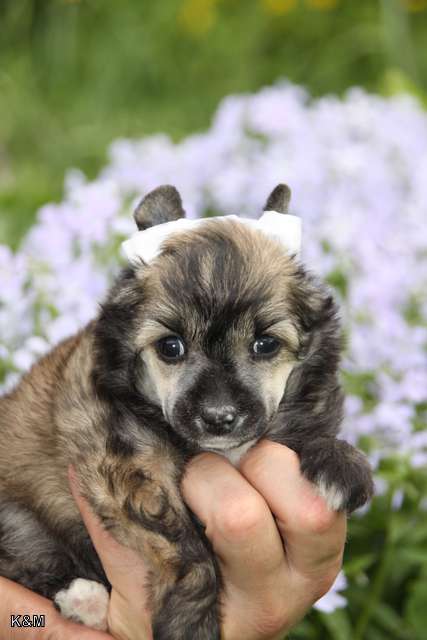 Credo Marini Chinzano