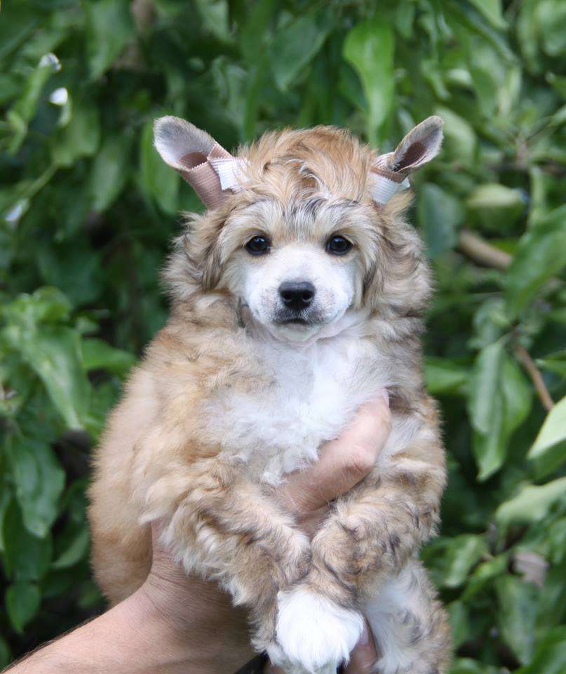 Credo Marini  Chasing The Dream