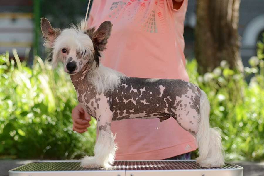 Kranar Charin Deluxe