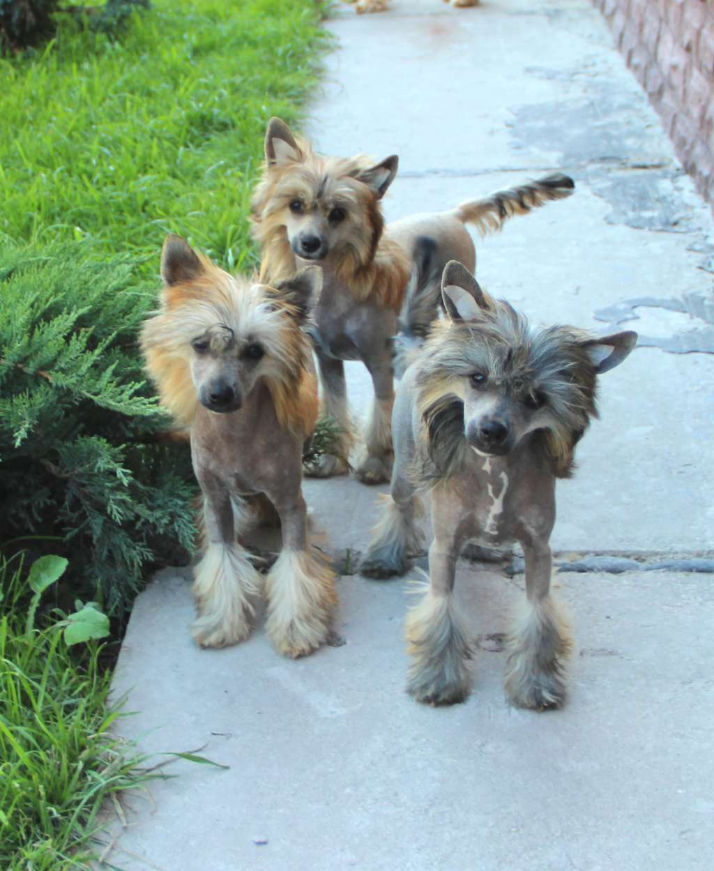 Rolana Family Vizantiya