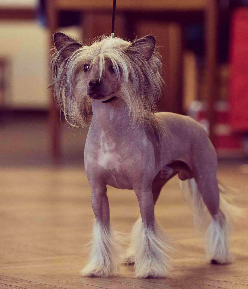 Bounty Moravia Carolline