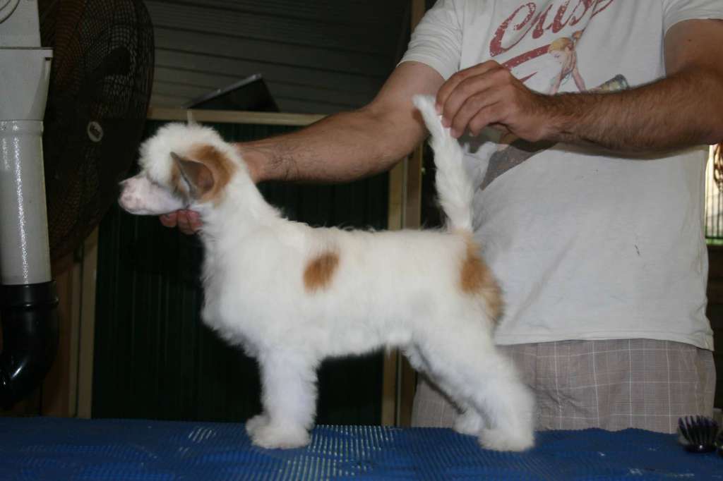 NZ Ch Karakush Hairy Houdini