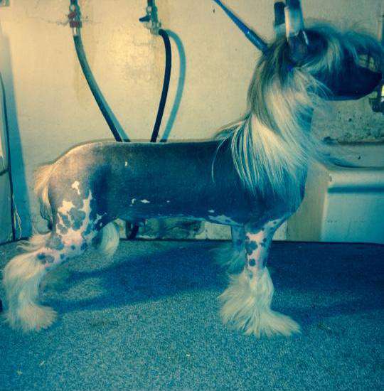 MhaolCrested Thorvaldr of Baldrock