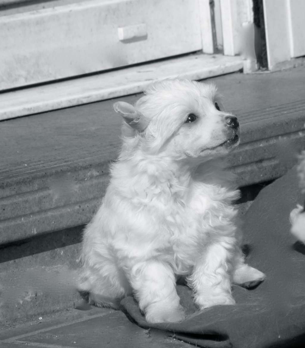 D'Rapakan Lady Gracita