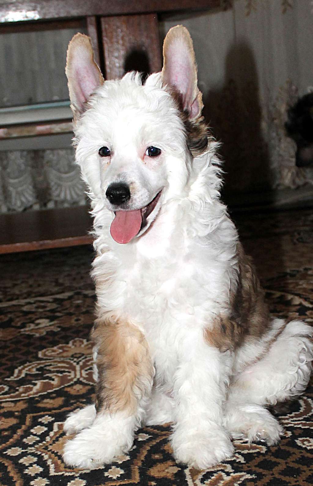 Hohlaty Glamour Parigw