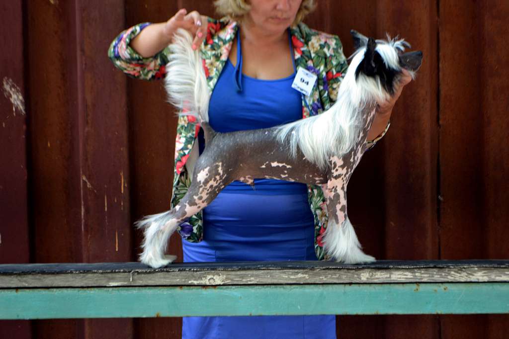 Hohlaty Glamour Peter Pan