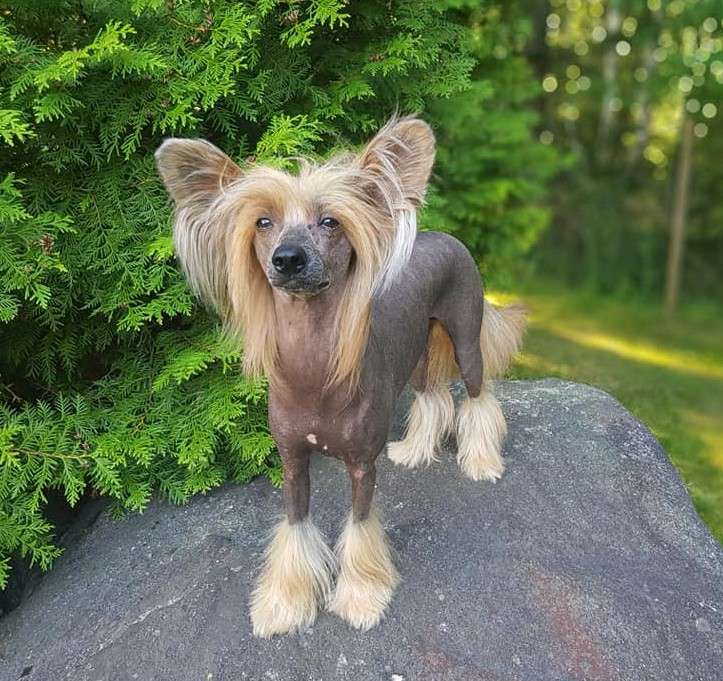 Old Chum's Red Hot Rocky Einin