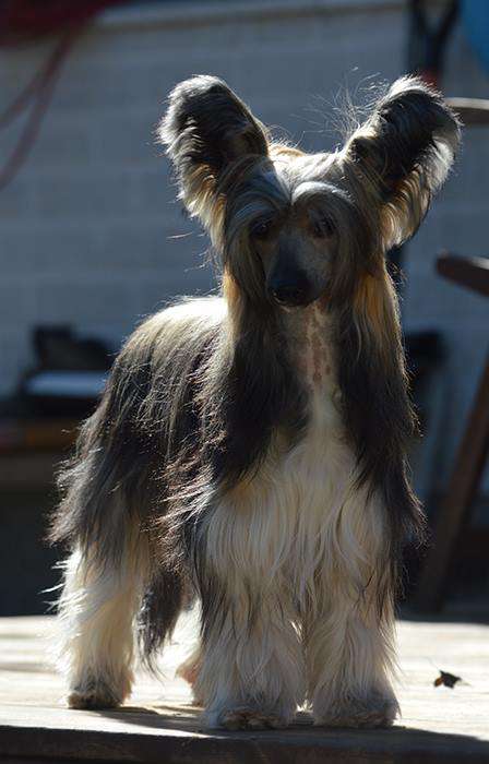 Old Chum's Royal Flush Lady