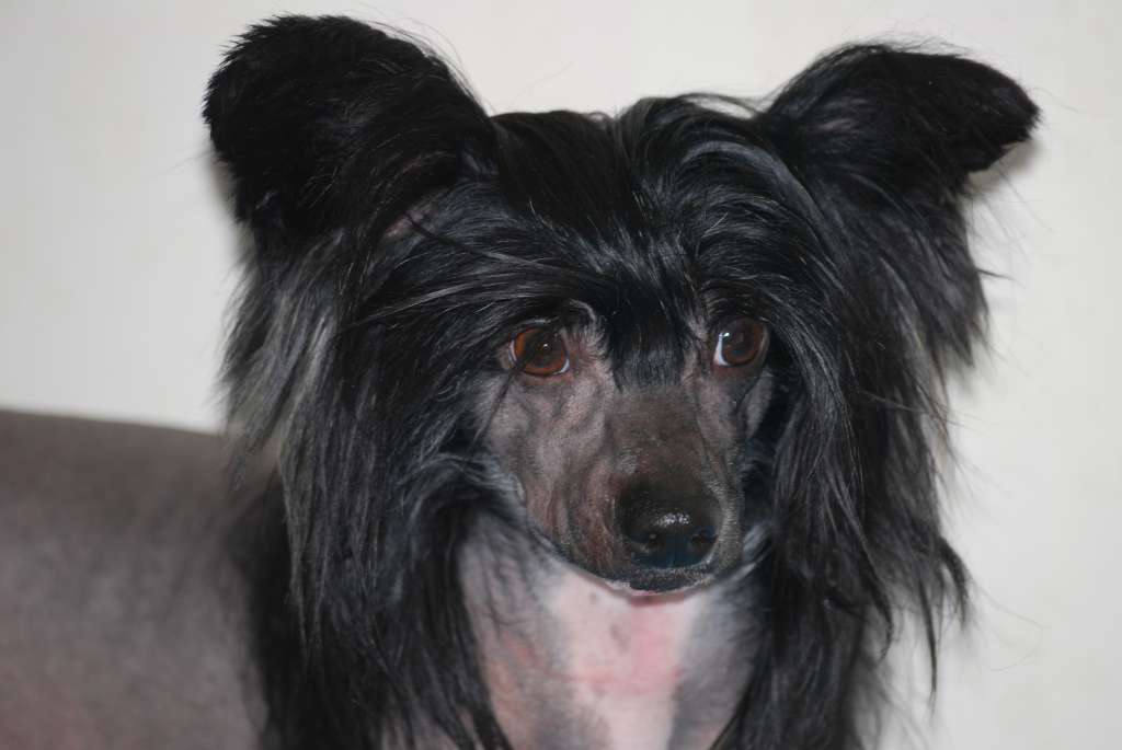 Oamor Ace Back In Black