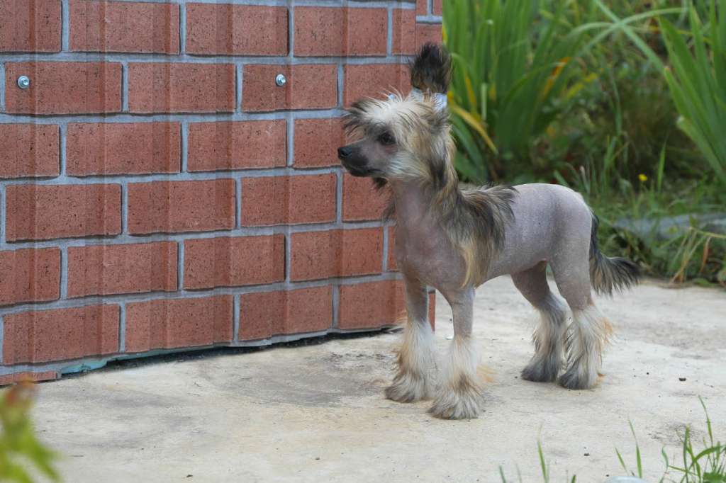 Incanto Del Mondo Magic in Spring