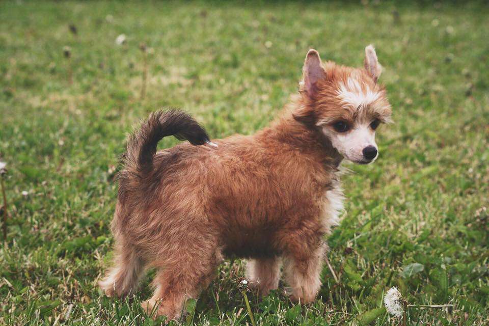 Smedbys Can't Stop Loving You