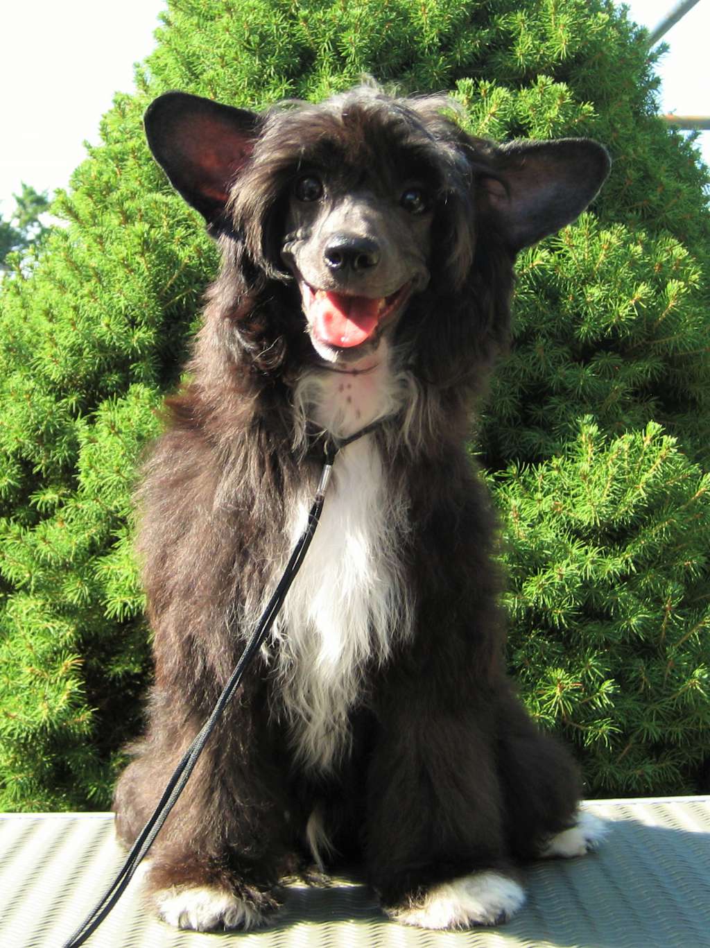 Guillermo Diamond of the Night