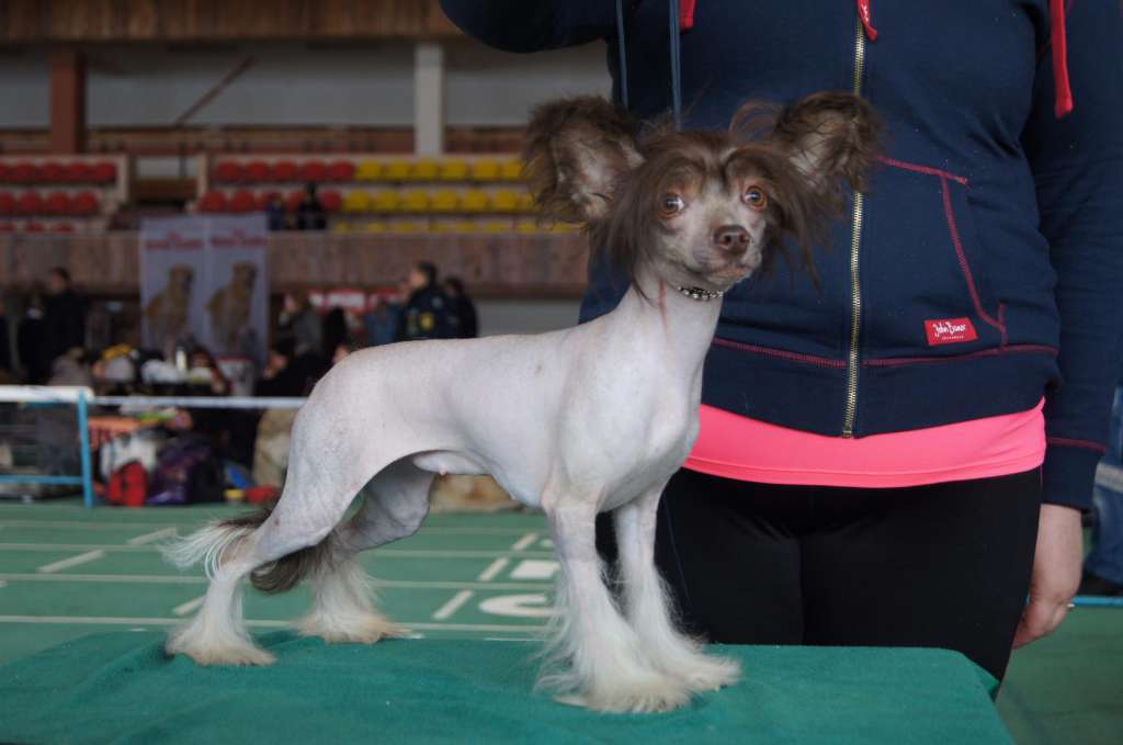 Jerales Show Al'berta
